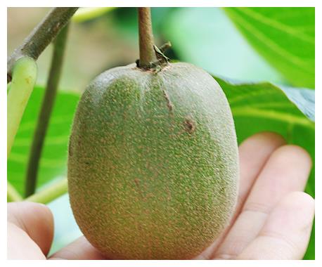 享有 水果之王 的红心猕猴桃,皮薄汁多,口感清甜,你们吃过吗