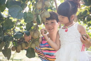 湖南湘西珍贵的特产水果之王 红心猕猴桃