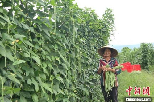 中南大学因地制宜产业扶贫 造血 富民