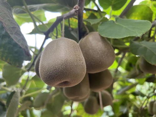 甜 猕 来袭 青浦地产红心猕猴桃即将成熟开放采摘啦