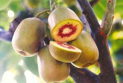 六盘水正宗猴场红心猕猴桃