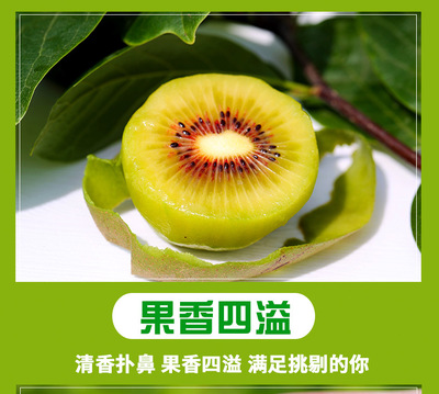 【坏果包赔】48小时发货 四川红心猕猴桃 新鲜应季孕妇水果 现摘现发蒲江猕猴桃YHG