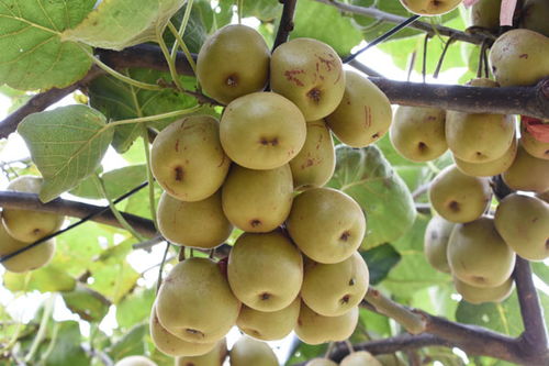 凯里下司 红心猕猴桃喜获丰收