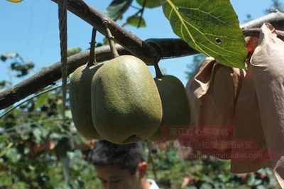 红心猕猴桃：肉脆味美，口齿留香的美味佳果