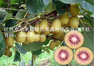 特色红心猕猴桃种苗批发 开启绿色农业新篇章