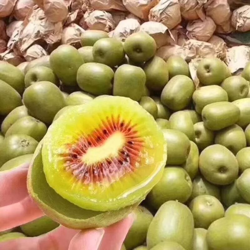 南部红心猕猴桃在浙江推介 一次特殊的机遇