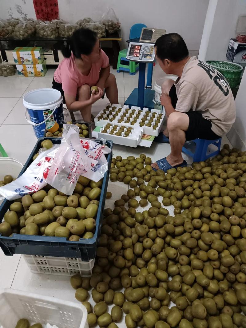 自家种植红心猕猴桃，纯天然绿色食品新鲜采摘