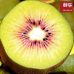 乐业红心猕猴桃 优品果，区外销售的绿色佳品