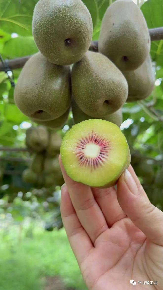 红心猕猴桃上市 惊艳味蕾，包邮到家