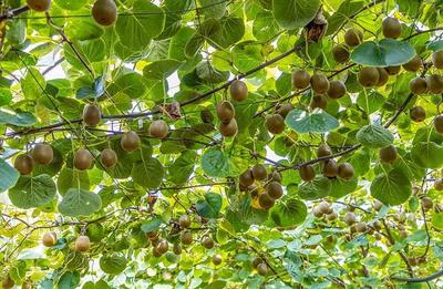 山西平陆 红心猕猴桃 清甜随“丰”而至