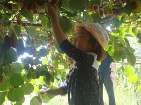 甜猕相约在沟溪，一起去采摘红心猕猴桃吧