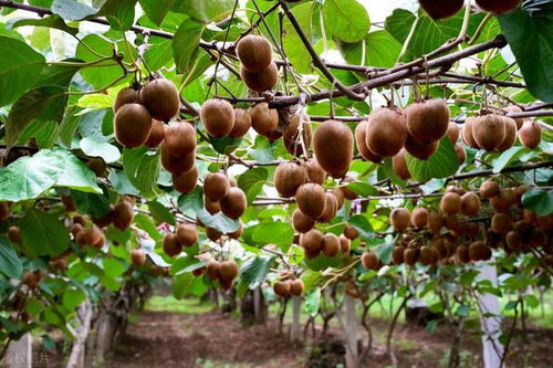 金桃猕猴桃的海外传奇 从中国山野到全球餐桌的商业启示