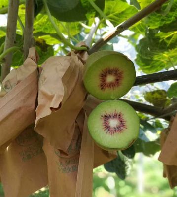 巴适！金堂红心猕猴桃，就是这个味儿！