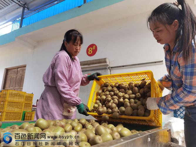 果肉细嫩，口感清爽！乐业红心猕猴桃甜蜜上市