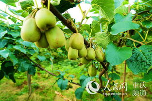 万盛万东镇红心猕猴桃喜迎挂果，特色产业绘就乡村振兴新图景